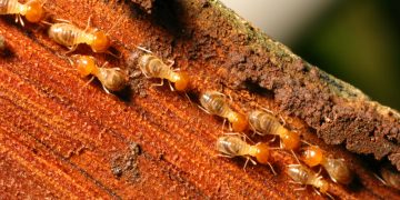Is Termite Control worth It?