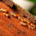 Is Termite Control worth It?